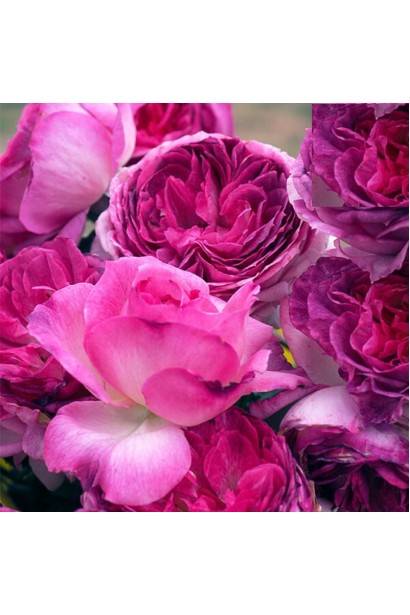 Rosa Thierry Marx крупний план бокаловидної квітки